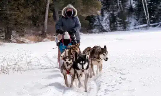 trineos de perros, una de las actividades qué hacer con niños en andorra